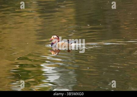 Eine männliche Mandarinente (Aix galericulata) im Profil schwimmt auf einem See. Stockfoto