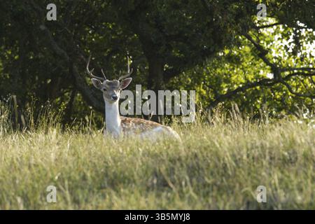 Damwild (Dama Dama) Stockfoto