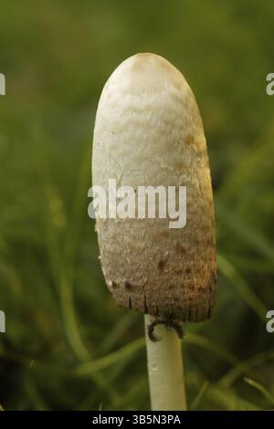 Haubenzinkung (Coprinus comatus) Stockfoto