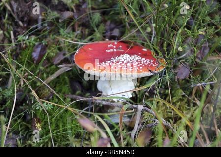 Giftige Fliegenpilz am Wegrad zum Herzogenhorn, Feldberg im Schwarzwald, Deutschland/Deutschland Stockfoto