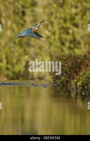 Eisvogel (Alcedo Atthis) Stockfoto