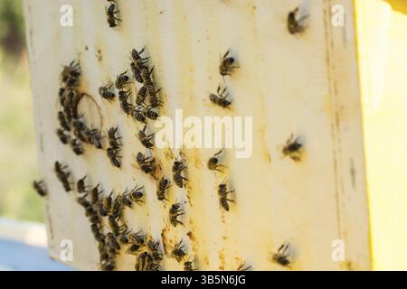 Frames von einem Bienenstock. Imker Honig ernten. Imker Inspektion Bienenstock Stockfoto