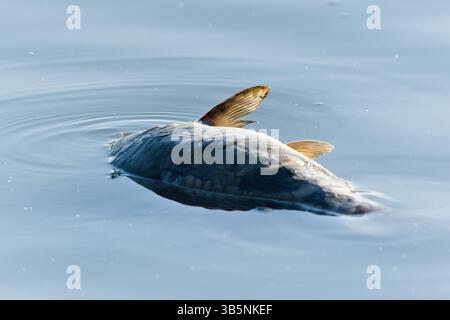 Tote Fische im Teich. Konzept für verunreinigtes oder vergiftetes Wasser. Umweltkatastrophenkonzept. Stockfoto