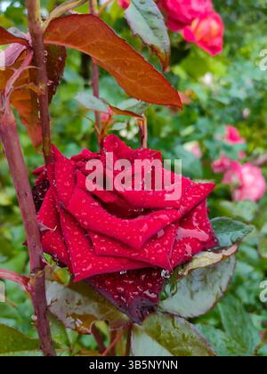 Rote Rose unter dem Regen. Nahaufnahme. Stockfoto