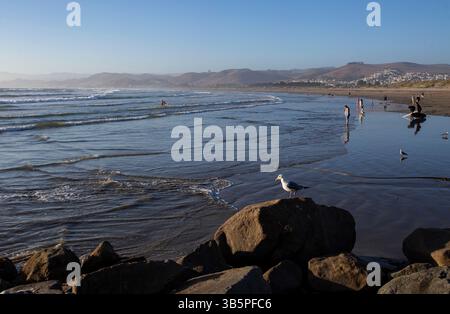 15. Juli 2022, Morro Bay, Kalifornien, USA: 15. Juli, 2022. eine einsame Möwe untersucht die Szene am Strand in Morro Bay, Kalifornien. (Kreditbild: © Ralph Lauer/ZUMA Press Wire) Stockfoto