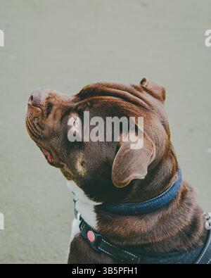 Nahaufnahme eines American Bulldog Cross Staffy, Animal, American Bulldog, Portrait, Nature, männlicher Hund, Haustiere, Rassen, Säugetiere, draußen. Stockfoto