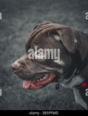 Nahaufnahme eines American Bulldog Cross Staffy, Animal, American Bulldog, Portrait, Nature, männlicher Hund, Haustiere, Rassen, Säugetiere, draußen. Stockfoto