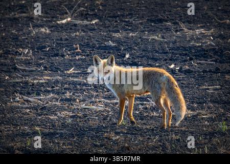 Neugieriger wilder Rotfuchs, der in die Kamera schaut (Vulpes vulpes) Stockfoto