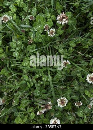 Dieses Foto macht eine Nahaufnahme von oben nach unten von frischem grünem Gras und blühenden weißen Kleeblüten mit sichtbaren Wassertropfen auf den Blättern und peta Stockfoto