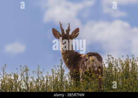Alte Hirschbock in der Landwirtschaft, mit Narben am Ohr (Capreolus capreolus) Stockfoto
