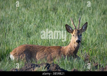 reh-Bock, der auf landwirtschaftlichen Feldern sitzt (Capreolus capreolus); diese Tiere können echte Schädlinge sein, weil sie Getreide von den Feldern fressen Stockfoto