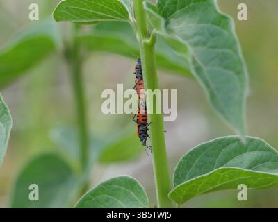 Ein Paar rote Feuerwanzen Pyrrhocoris apterus paart sich auf einer grünen Pflanze Stockfoto