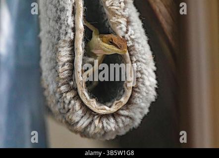 Eine Carolina Anole in brauner Phase schaut aus einem Versteck in einem geschwungenen Teppich. Stockfoto