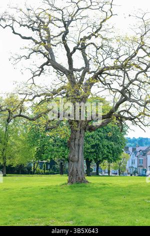 Alte schwarze Pappel (Populus nigra subsp. Betulifolia) in Victoria Gardens Rochester mit Blick auf Chatham Stockfoto