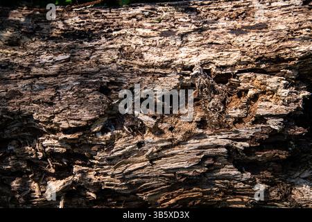 Verwitterter, verfaulender Baumstamm mit Rissen und rauer Textur. Geeignet für Hintergrundtexturen. Stockfoto