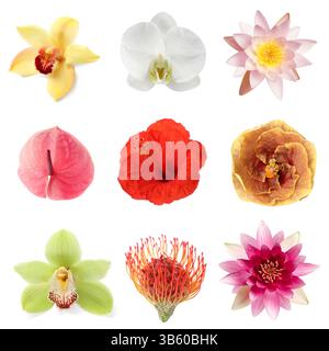 Wunderschöne tropische Blumen isoliert auf weiß, Set Stockfoto
