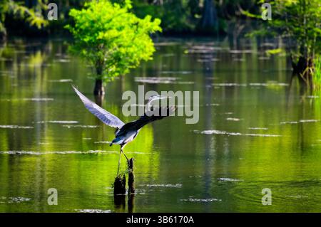 17. Juni 2022, Starkville, Mississippi, Vereinigte Staaten: Ein Great Blue Heron, der am Freitag, den 17. Juni 2022 am Bluff Lake startet. Der Bluff Lake liegt im Noxubee Wildlife Refuge in der Nähe von Starkville, Mississippi, USA. (Bild: © Tim Thompson/ZUMA Press Wire) Stockfoto