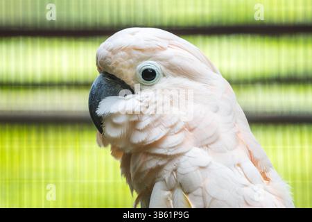 Lachskopfvogel aus nächster Nähe im Zoo Dehiwal. Stockfoto