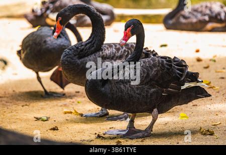 Drei schwarze Schwäne mit roten Schnäbeln stehen anmutig auf sandigem Boden. (Cygnus atratus) Stockfoto