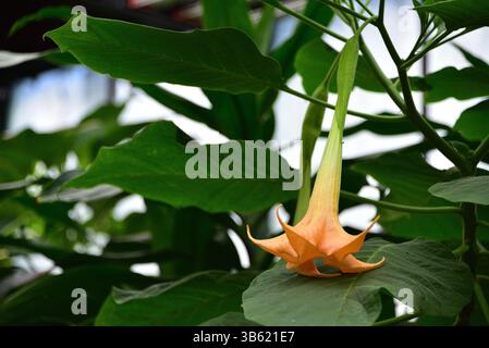 Engelstrompete. Brugmansia „Charles Grimaldi“ Stockfoto