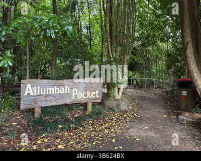 Wiederbepflanzter Regenwald am Allumbah Pocket, Beginn des Peterson's Creek Walks, Yungaburra, Queensland, Australien. Keine PR Stockfoto