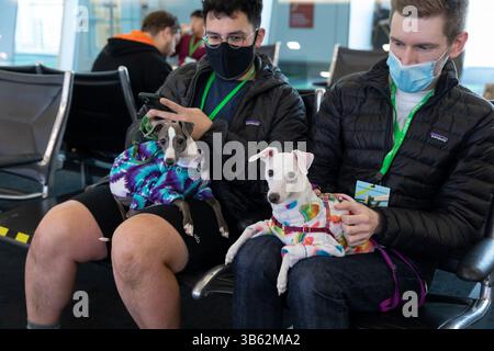 9. April 2022, SeaTac, Washington, Vereinigte Staaten: Freiwillige mit einem Paar italienischer Windhunde warten am Samstag, den 9. April 2022, während einer Passagierflußsimulation in der International Arrivals Facility am Seattle-Tacoma International Airport in SeaTac, Washington. Die neue 450 000 Quadratmeter große Anlage des Hafens von Seattleâ wird voraussichtlich im nächsten Monat nach Abschluss der endgültigen Prüfung der Betriebsbereitschaft eröffnet. (Foto: © Paul Christian Gordon/ZUMA Press Wire) Stockfoto
