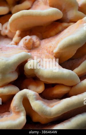 Goldgelber, regalähnlicher Laetiporus Sulphureus Bracket oder Schwefelpolyporenpilz, der auf einer Weide wächst Stockfoto