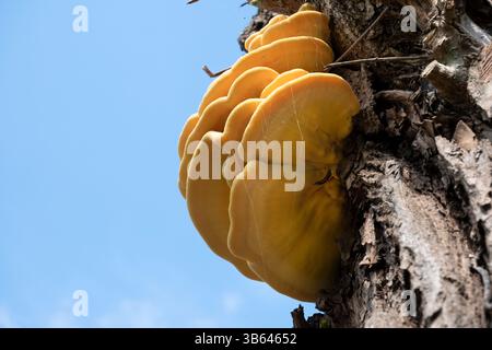 Goldgelber, regalähnlicher Laetiporus Sulphureus Bracket oder Schwefelpolyporenpilz, der auf einer Weide wächst Stockfoto
