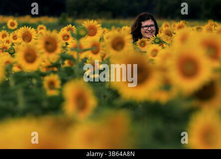 24. März 2022, St. Louis County, Mo: Die Fotografin Angie Brown schlängelt sich am 9. Juli 2021 durch ein Sonnenblumenfeld und sucht nach dem perfekten Foto der Blüten in der Columbia Bottom Conservation Area im North St. Louis County. (Bild: © David Carson/St. Louis Post-Dispatch/TNS via ZUMA Press Wire) Stockfoto