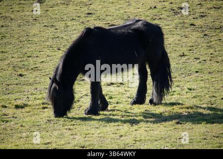 Ein schwarzes Pony weidet auf einem Feld auf dem Land an einem sonnigen Tag. Penshaw Monument, Penshaw, England Stockfoto
