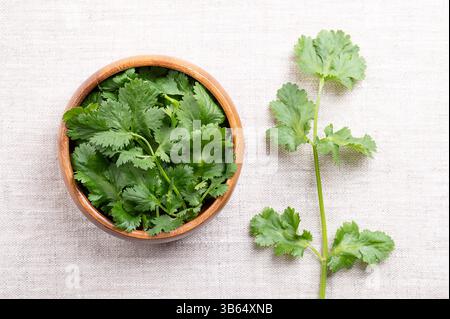 Frische Korianderblätter, Korianderblätter in Holzschale auf Leinen. Grüne Blätter von Coriandrum sativum, einem Kraut mit frischem, leicht Zitrusgeschmack. Stockfoto
