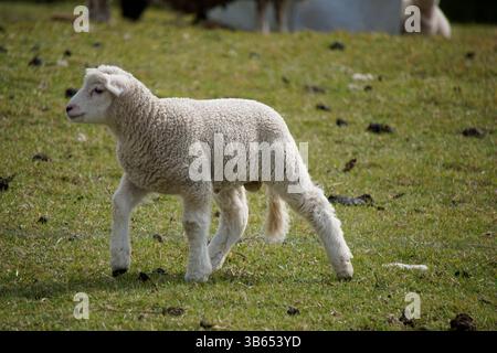 Junge Lämmer auf einer grünen Wiese in der englischen Landschaft. Hastings, England Stockfoto