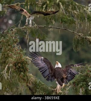 14. April 2022, Elkton, Oregon, USA: Ein Fischadler schikaniert einen Weißkopfseeadler, der in einer Douglasie am Umpqua River in der Nähe von Elkton im ländlichen Südwesten Oregons thront. Der Fischadler schien sein nahegelegenes Nest zu verteidigen, indem er den großen Adler verjagte. (Bild: © Robin Loznak/ZUMA Press Wire) Stockfoto