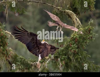 14. April 2022, Elkton, Oregon, USA: Ein Fischadler schikaniert einen Weißkopfseeadler, der in einer Douglasie am Umpqua River in der Nähe von Elkton im ländlichen Südwesten Oregons thront. Der Fischadler schien sein nahegelegenes Nest zu verteidigen, indem er den großen Adler verjagte. (Bild: © Robin Loznak/ZUMA Press Wire) Stockfoto