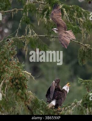 14. April 2022, Elkton, Oregon, USA: Ein Fischadler schikaniert einen Weißkopfseeadler, der in einer Douglasie am Umpqua River in der Nähe von Elkton im ländlichen Südwesten Oregons thront. Der Fischadler schien sein nahegelegenes Nest zu verteidigen, indem er den großen Adler verjagte. (Bild: © Robin Loznak/ZUMA Press Wire) Stockfoto