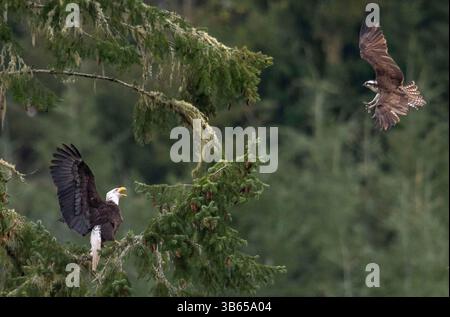 14. April 2022, Elkton, Oregon, USA: Ein Fischadler schikaniert einen Weißkopfseeadler, der in einer Douglasie am Umpqua River in der Nähe von Elkton im ländlichen Südwesten Oregons thront. Der Fischadler schien sein nahegelegenes Nest zu verteidigen, indem er den großen Adler verjagte. (Bild: © Robin Loznak/ZUMA Press Wire) Stockfoto