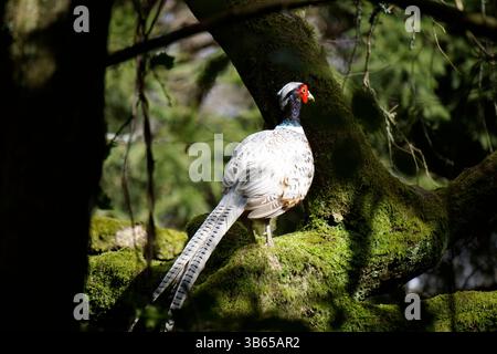 Weißer Fasan, der auf einem moosigen Zweig in einer Waldlandschaft thront. Leith Hill, England Stockfoto