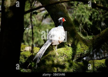 Weißer Fasan, der auf einem moosigen Zweig in einer Waldlandschaft thront. Leith Hill, England Stockfoto
