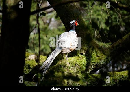 Weißer Fasan, der auf einem moosigen Zweig in einer Waldlandschaft thront. Leith Hill, England Stockfoto