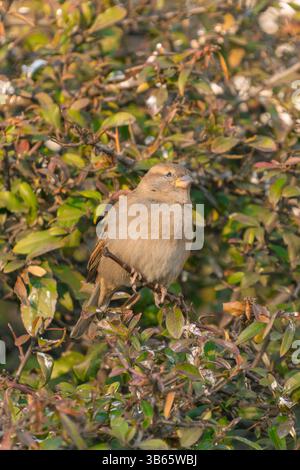 Die Hausspatzen (Passer domesticus) sitzen auf den Zweigen eines Busches. Vögel in der Natur. Stockfoto