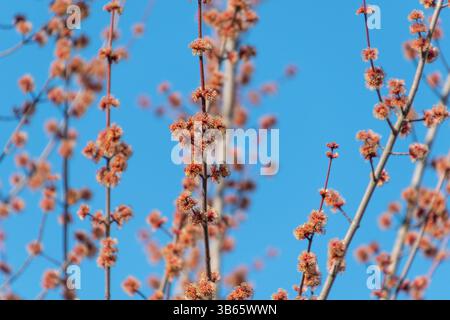 Rote Blumen auf einem Baum. Acer Saccharinum, Silberahorn, Bach-Ahorn. Frühlingsblüte. Stockfoto