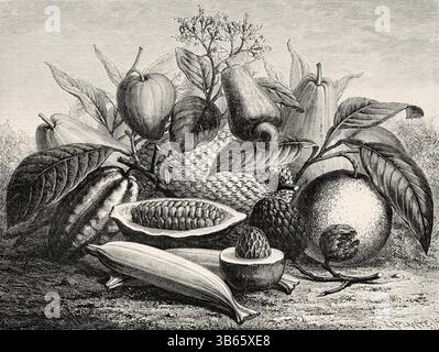 Stillleben kolumbianischer Früchte, Kolumbien. Südamerika. Zeichnung von Auguste Faguet (1826-1900) Reise nach New Grenada, 1869 von Charles Saffray (1833-1890) Le Tour du Monde 1872 Stockfoto