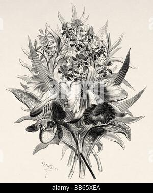 Orchideen in der Provinz Antioquia, Kolumbien. Südamerika. Zeichnung von Auguste Faguet (1826-1900) Reise nach New Grenada, 1869 von Charles Saffray (1833-1890) Le Tour du Monde 1872 Stockfoto
