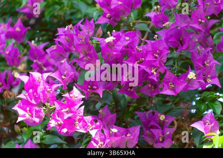 Wunderschöne rosa Blumen Bougainvillea glabra. Die kleine Bougainvillea, Paperflower. Blumenhintergrund. Stockfoto