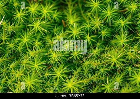 Plantago subulata. Alpenpflanze, die in der Regel in Bergregionen und felsigen Gegenden wächst. Schöner grüner natürlicher Hintergrund. Stockfoto