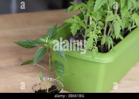 Pfeffer- und Tomatensämlinge in Kunststoffbehältern. Vorbereitung auf die Gartenzeit. Gemüsegarten im Innenbereich. Stockfoto