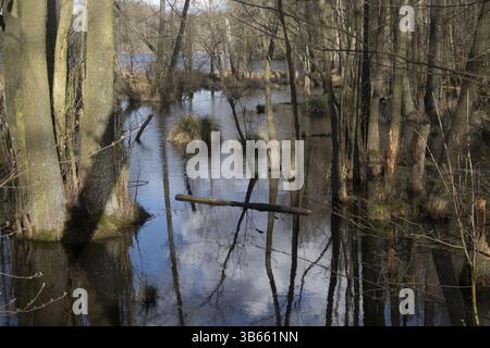 Aldersumpfwald am Seeufer, Biosphärenreservat Schorfheide-Chorin, Brandenburg, Deutschland, Europa Stockfoto