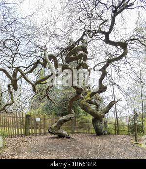 Suentelbuchen, Kupferbuche (Fagus sylvatica), Tharandt-Wald, Sachsen, Deutschland, Europa Stockfoto