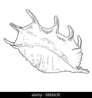 Lambis Trunkata Muschelschale mit Stacheln, schwarz-weiße Tinte. Vektorabbildung. Eine spiralförmige Muschel vom Meeresboden, isoliert auf einem weißen B Stock Vektor