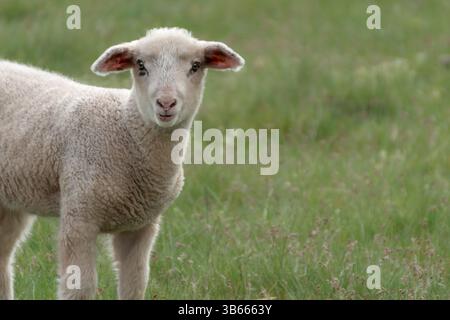 Ein süßes kleines Lamm, das auf einer Wiese steht und in die Kamera blickt Stockfoto